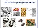 Какие органоиды изображены на данных рисунках
