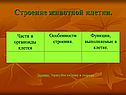 Строение животной клетки