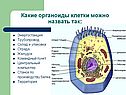 Особенности строения растительной клетки