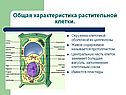 Общая характеристика растительной клетки