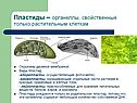 Пластиды