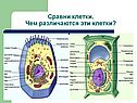 Сравни клетки