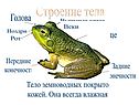 Строение тела