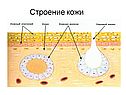 Строение кожи