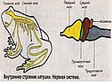Особенности строения земноводных