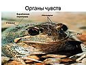 Органы чувств