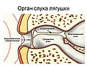 Орган слуха лягушки