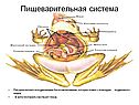 Пищеварительная система