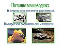 Питание земноводных