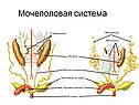 Мочеполовая система