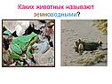 Каких животных называют земноводными
