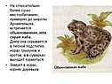 Серая жаба