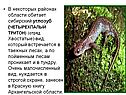 Сибирский углозуб