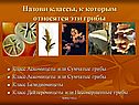 Назови классы, к которым относятся эти грибы