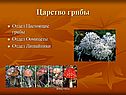 Царство грибы
