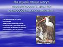 На одной птице могут паразитировать десятки разнообразных организмов