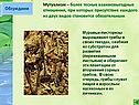 Мутуализм