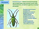 Комменсализм