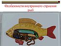 Особенности внутреннего строения рыб