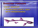 Внешнее строение