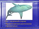 Рот - на нижней стороне Парные плавники расположены горизонтально