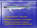Морда вытянута – рострум