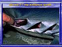 Обычно 5-7 пар жаберных щелей