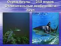 Отряд Акулы 250 видов Отличительные особенности акул