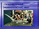 Гетероцеркальный (неравнолопастной) хвост