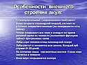 Особенности внешнего строения акул: