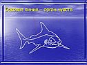 Боковая линия – орган чувств