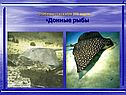 Особенности скатов 350 видов