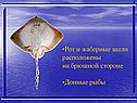 Рот и жаберные щели расположены на брюшной стороне Донные рыбы