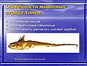 Особенности животных отряда Химер