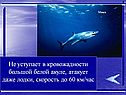 Не уступает в кровожадности большой белой акуле, атакует даже лодки,