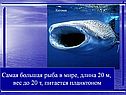 Самая большая рыба в мире, длина 20 м, вес до 20 т, питается
