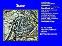 Змеи