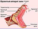 Отряд чешуйчатые