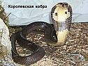 Королевская кобра