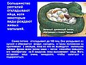 Большинство рептилий откладывают яйца, хотя некоторые виды рождают