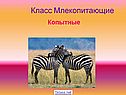 Отряды класса млекопитающие