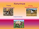 Копытные