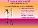 Строение конечностей парнокопытных и непарнокопытных животных