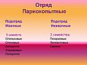 Отряд Парнокопытные