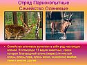 Отряд Парнокопытные Семейство Оленевые
