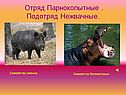 Отряд Парнокопытные 