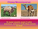 Отряд Мозоленогие