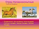 Отряд Непарнокопытные