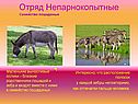 Отряд Непарнокопытные