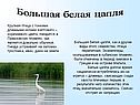 Большая белая цапля